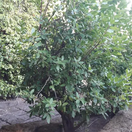 La Cerasa - Il Fuori Nyaraló Bracciano