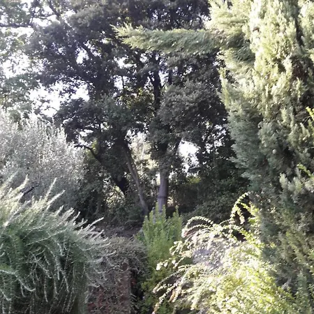 La Cerasa - Il Fuori Bracciano