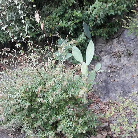 La Cerasa - Il Fuori * Bracciano